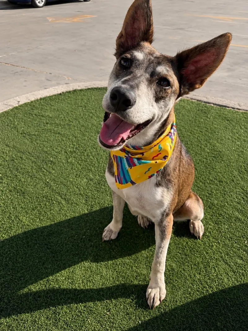 A young medium-sized male Shepherd dog named Jojo for adoption in Poway, CA