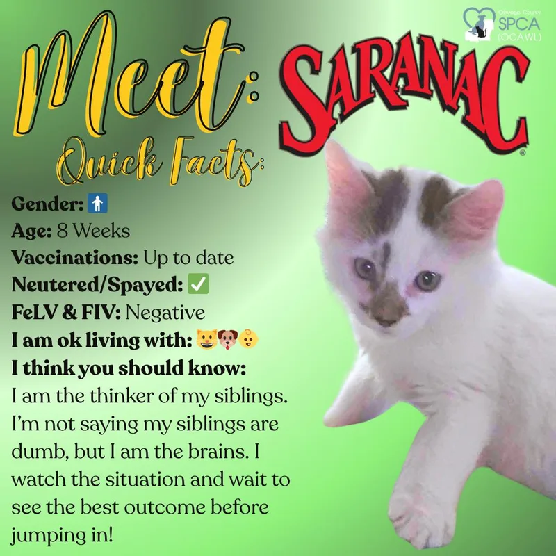 A young small-sized male Domestic Short Hair cat named Saranac for adoption in Fulton, NY