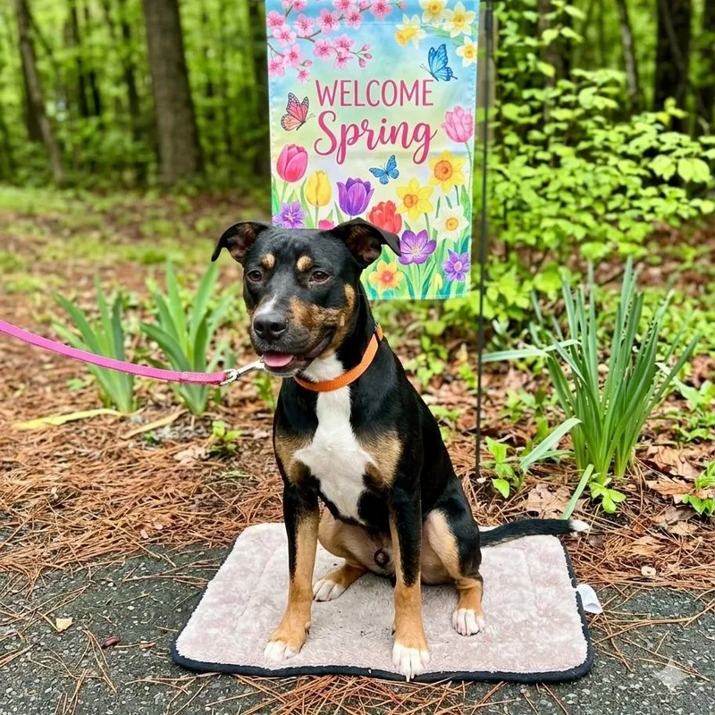 A young medium-sized female Tricolor (Brown, Black, & White) Rottweiler dog named Bailey for adoption in Salisbury, MD