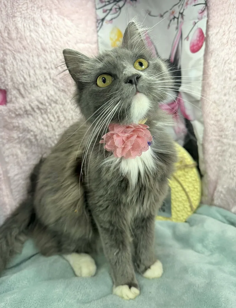 Cordelia thumbnail 2