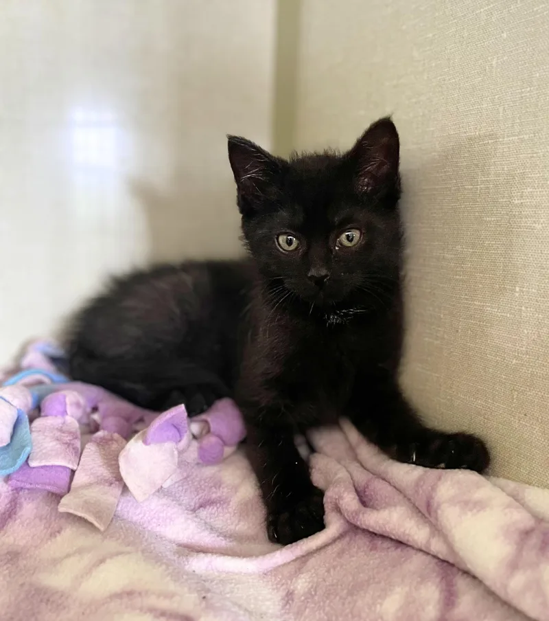 A baby medium-sized male Black Domestic Short Hair cat named Bada Bing for adoption in Seville, OH