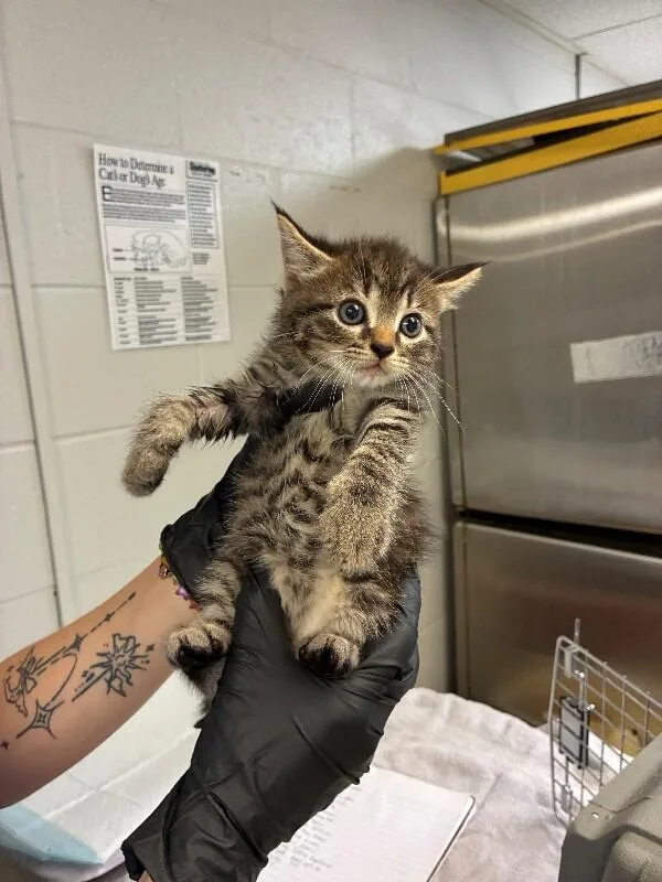 A young small-sized male Black Domestic Short Hair cat named Cider for adoption in Cincinnati, OH