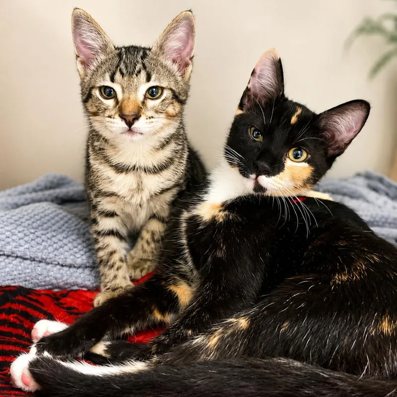 A baby small-sized female Brown / Chocolate Domestic Short Hair cat named Mac for adoption in Hopkinton, MA