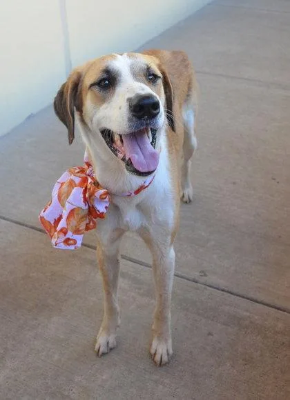 An adult large-sized female Mixed Breed dog named Pumpkin for adoption in McKinney, TX