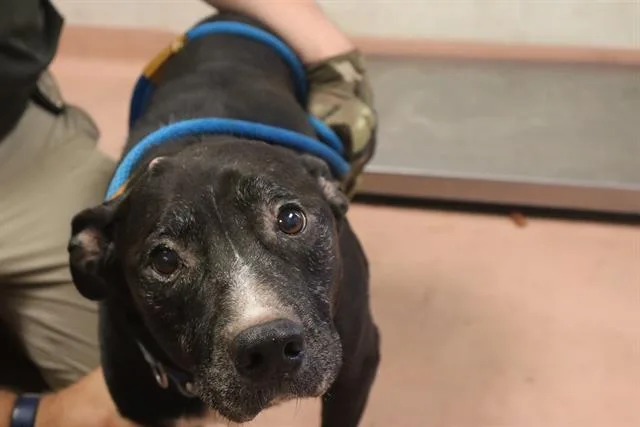 A senior medium-sized male Mixed Breed dog named Gotti for adoption in Columbia, SC