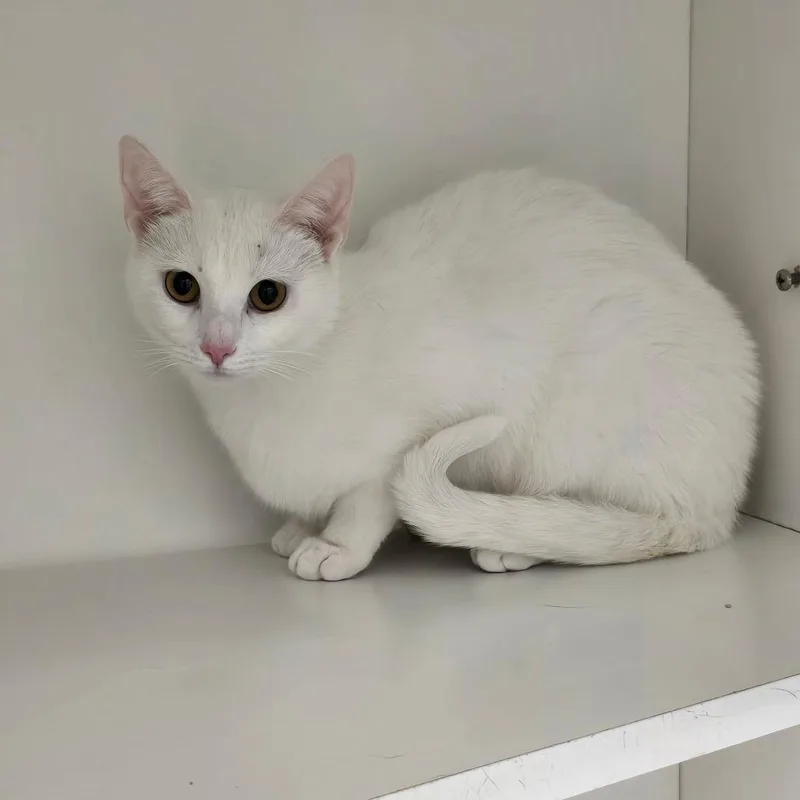 A young medium-sized female White Domestic Short Hair cat named Malibu for adoption in Jasper, IN