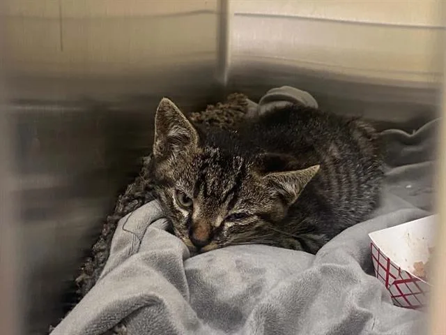 A baby small-sized male Domestic Short Hair cat named Fernando for adoption in Tustin, CA