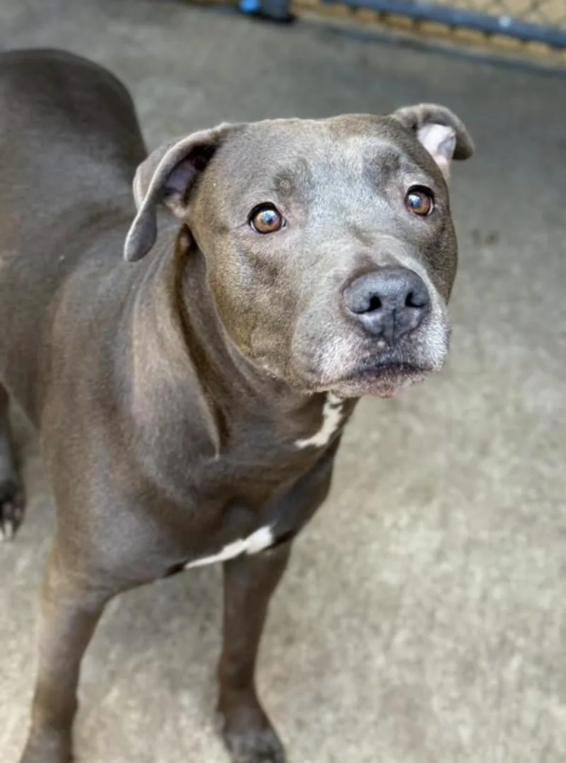 An adult medium-sized female Gray / Blue / Silver Pit Bull Terrier dog named Tempesta for adoption in Chicago, IL