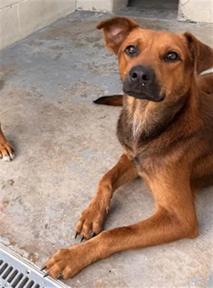 A young large-sized male Rhodesian Ridgeback dog named Ray Dillon for adoption in Corpus Christi, TX