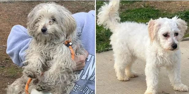 A baby small-sized female White / Cream Bichon Frise dog named Cookie for adoption