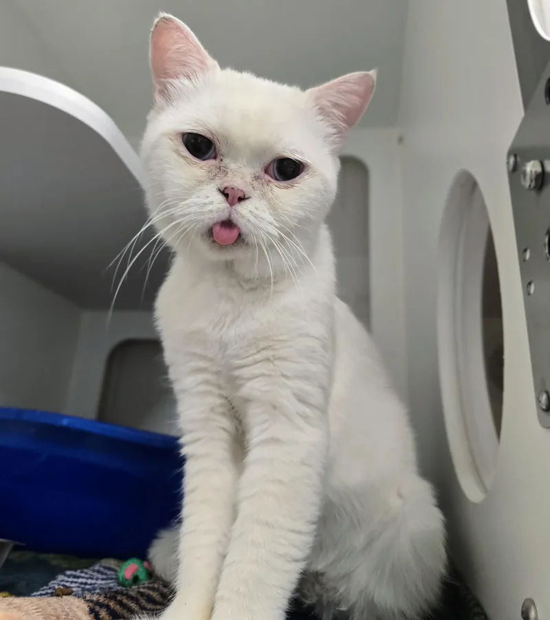 An adult large-sized male White British Shorthair cat named Qtip for adoption in Amityville, NY