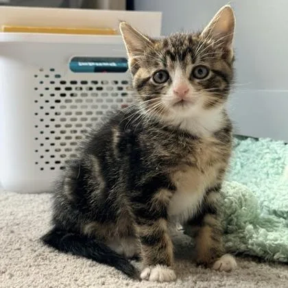 A baby small-sized male Domestic Short Hair cat named Hot Sauce for adoption in Wheaton, IL