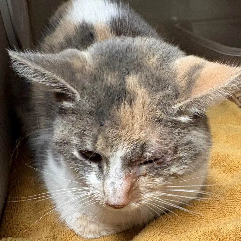 An adult medium-sized female Calico Domestic Short Hair cat named Queenie for adoption in Kanab, UT