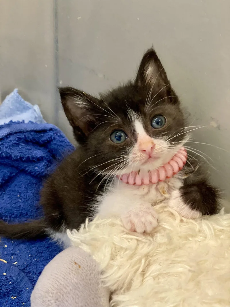 A baby medium-sized female Black & White / Tuxedo Domestic Short Hair cat named Ella for adoption in Seal Beach, CA