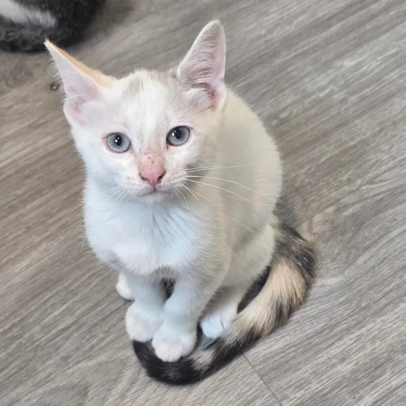A baby small-sized female Tortoiseshell Siamese cat named Opal for adoption in Goshen, IN