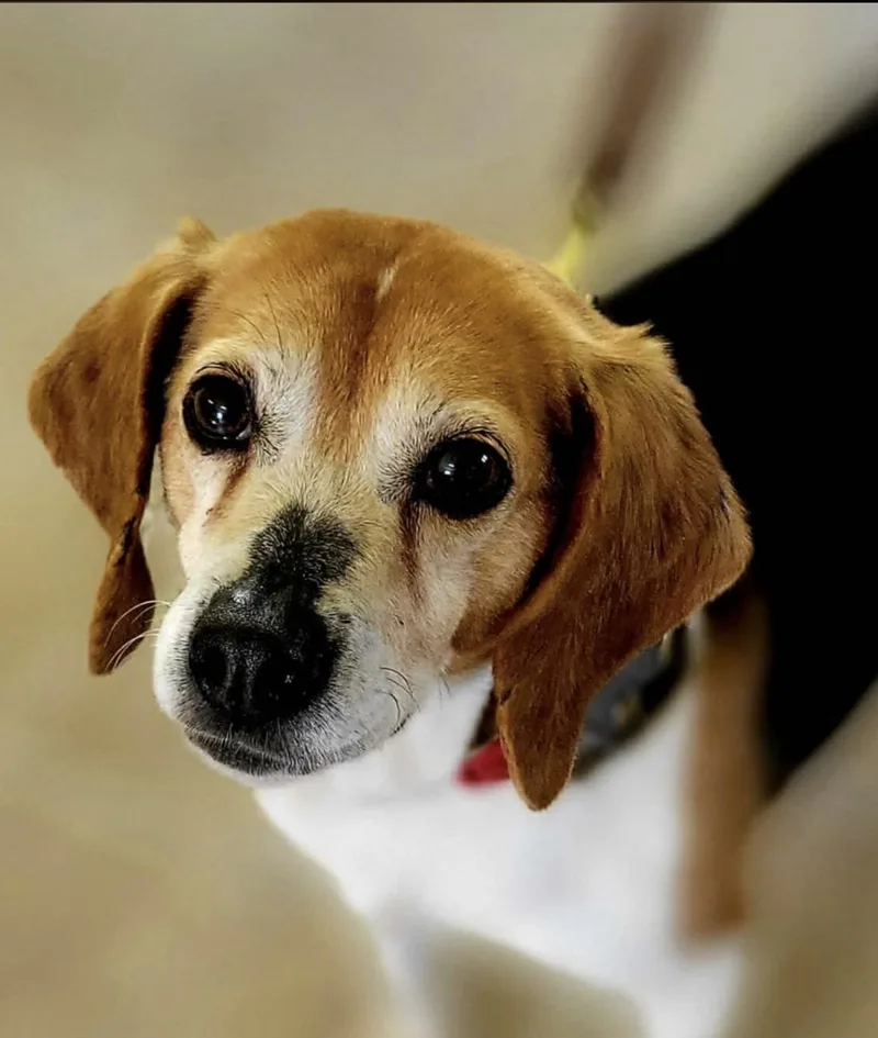 A senior small-sized female Tricolor (Brown, Black, & White) Beagle dog named Belle for adoption in HANSON, MA