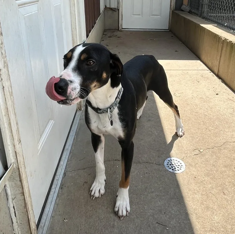 A young medium-sized male Tricolor (Brown, Black, & White) Foxhound dog named Skeeter for adoption in Farmington, MO
