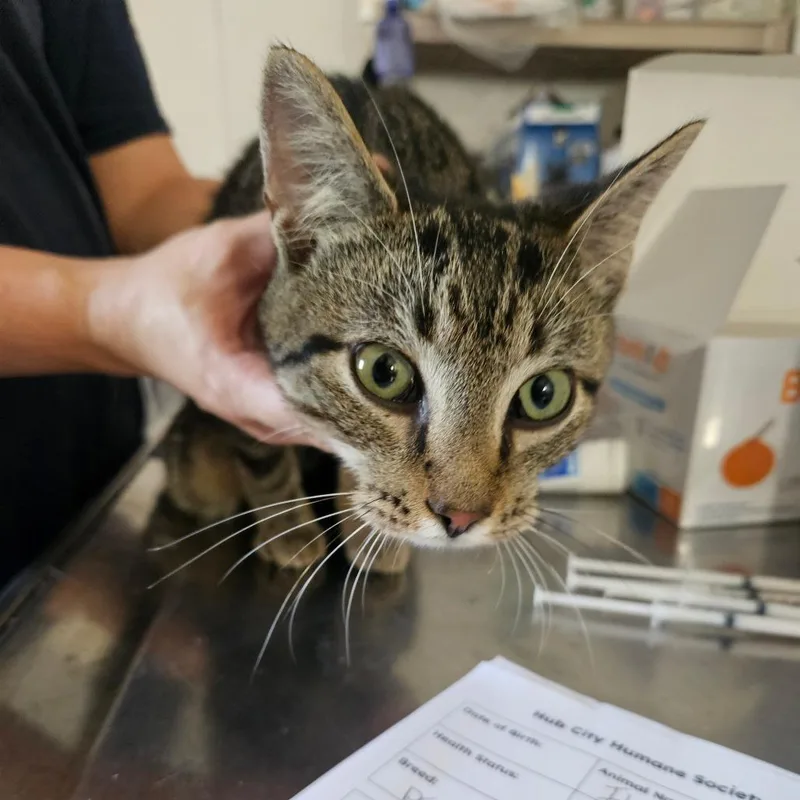 A baby medium-sized male Domestic Short Hair cat named Ilda for adoption in Hattiesburg, MS