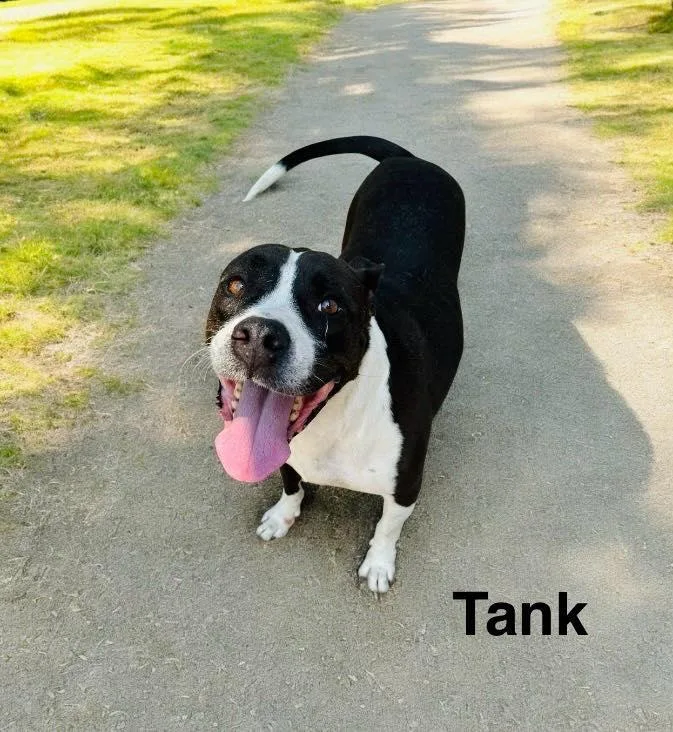 Tank