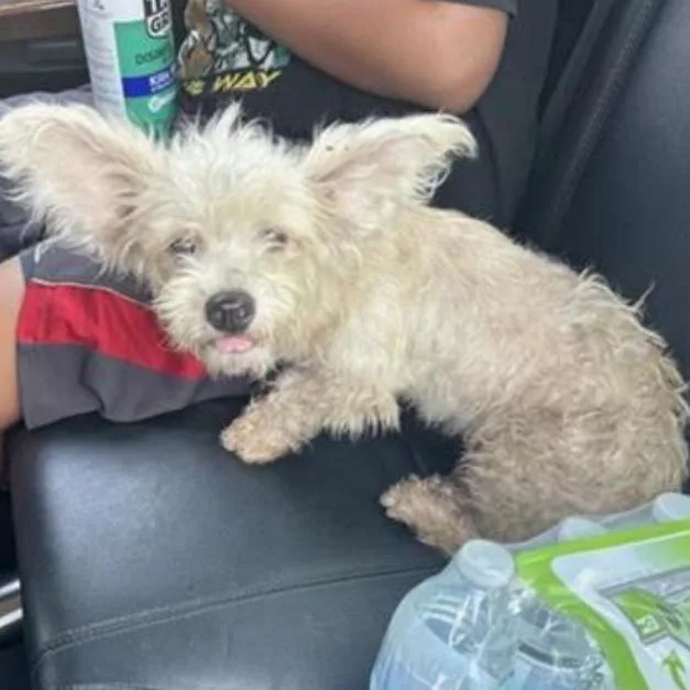A young small-sized male Terrier dog named Snicklefritz for adoption in San Antonio, TX