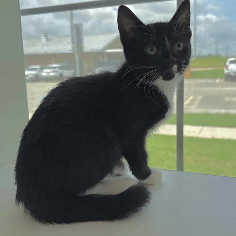 A baby small-sized female Black Domestic Short Hair cat named Gertrude for adoption in Beaumont, TX
