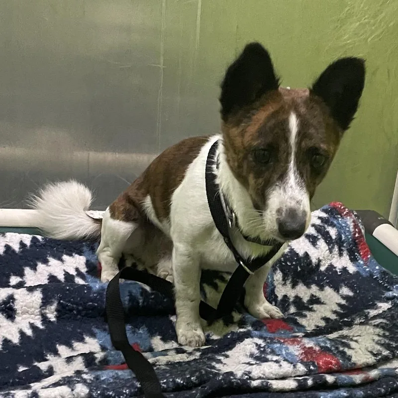 An adult small-sized male Brindle Jack Russell Terrier dog named Brisket for adoption in Spokane, WA