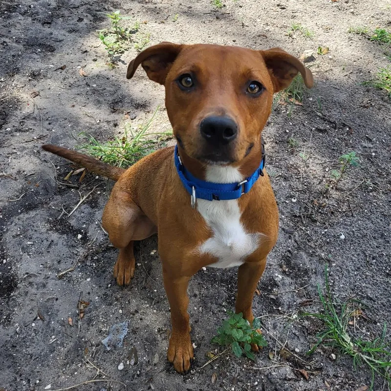 An adult medium-sized male Brown / Chocolate Mixed Breed dog named Red for adoption in Lake Panasoffkee, FL