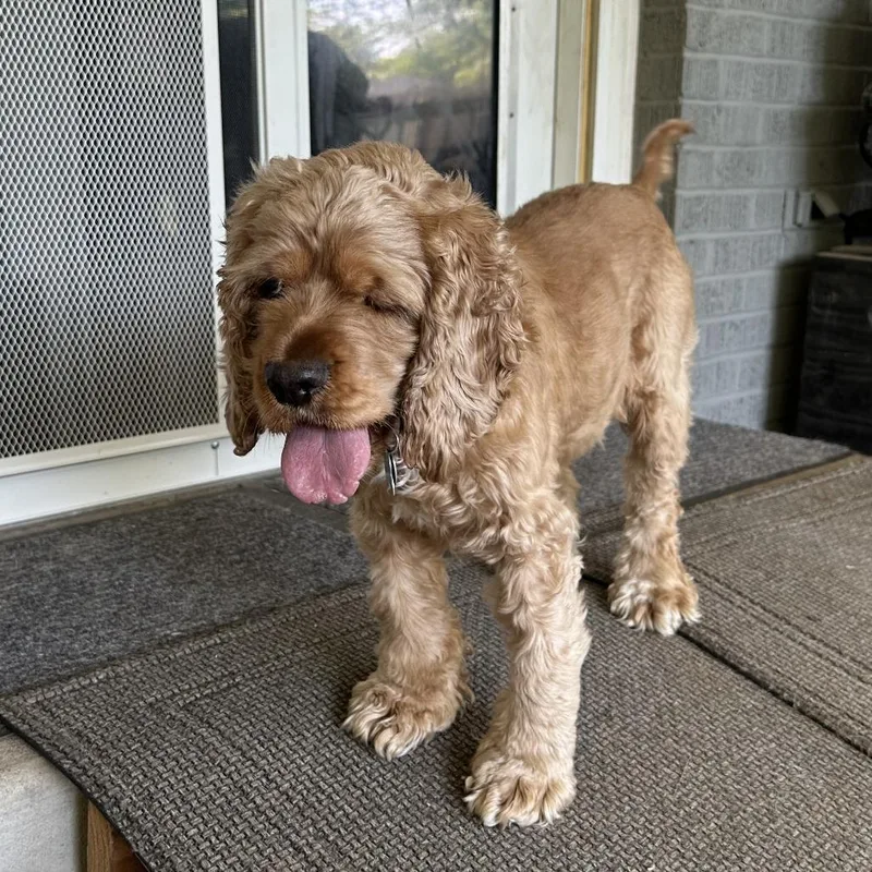 An adult medium-sized female Yellow / Tan / Blond / Fawn Cocker Spaniel dog named Betty Cocker for adoption in Wichita, KS