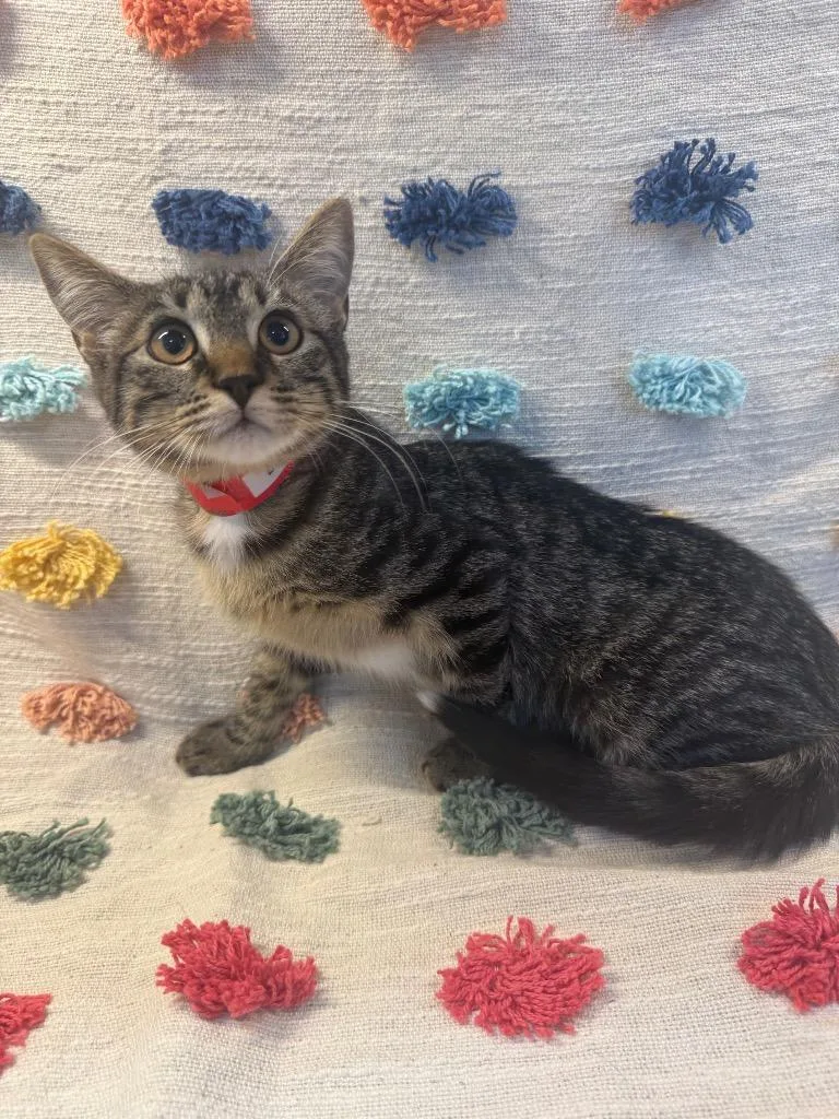 A baby medium-sized female Domestic Short Hair cat named Helen for adoption in Denham Springs, LA