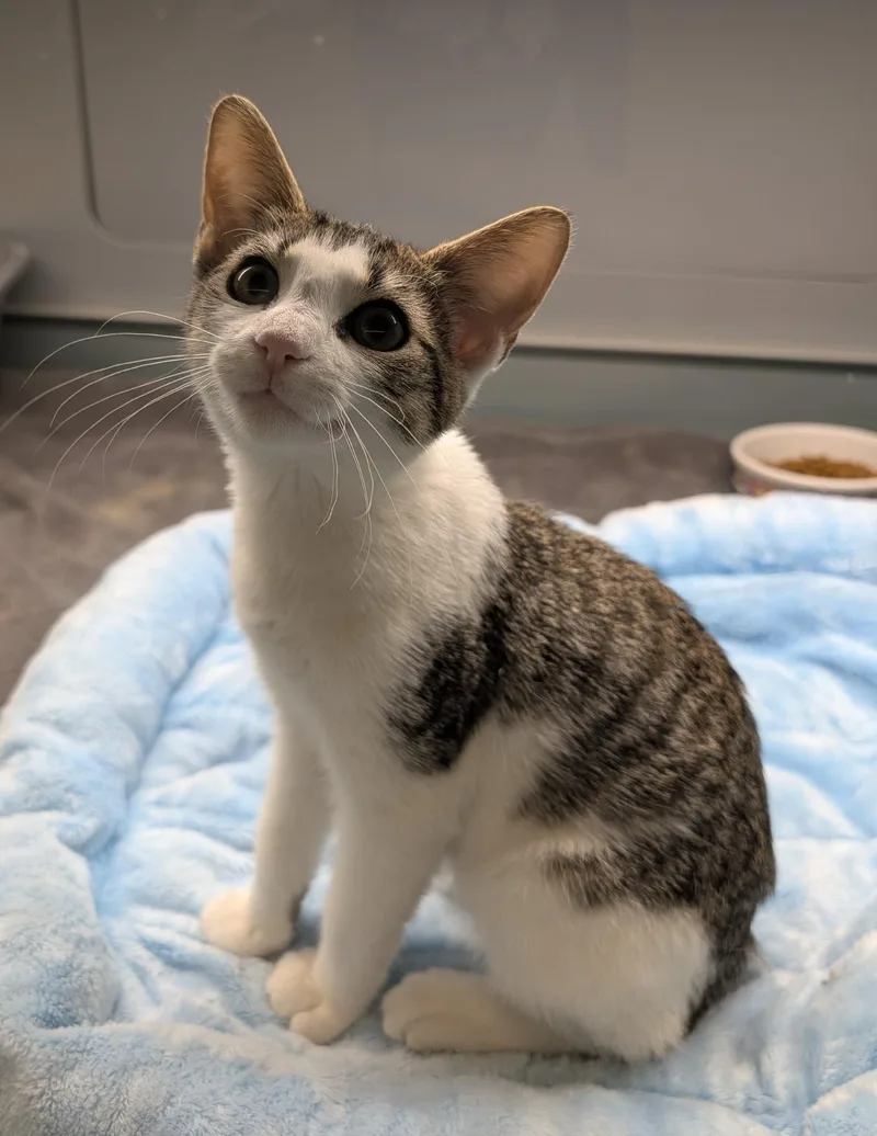 A young medium-sized female Tabby (Brown / Chocolate) Domestic Short Hair cat named Bunny for adoption in Suffolk, VA