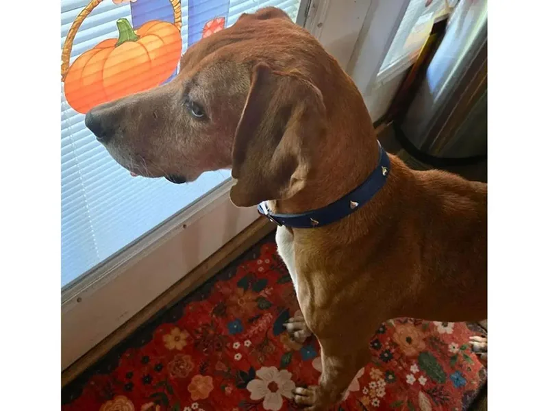 An adult large-sized male Redbone Coonhound dog named Rhymer for adoption in Leawood, KS