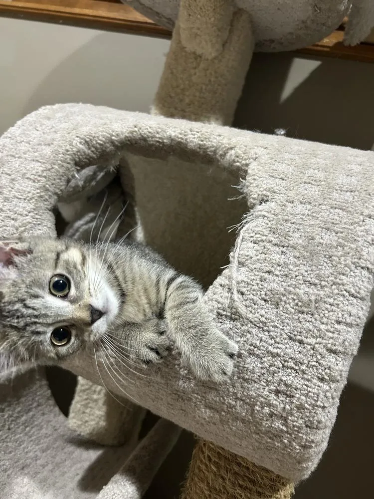 A baby small-sized female Domestic Short Hair cat named Aspyn for adoption in Duxbury, MA