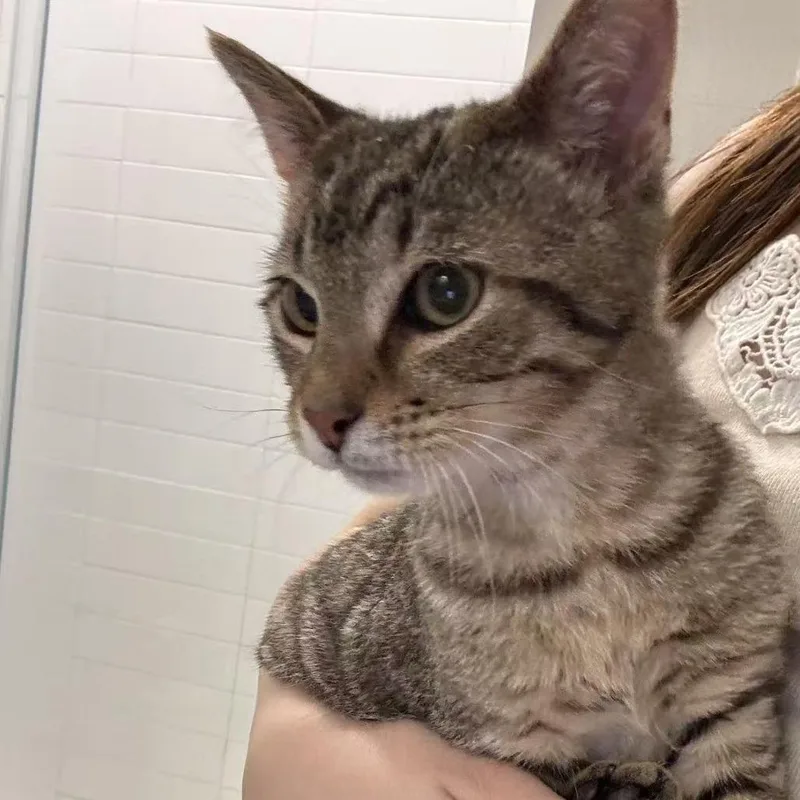 A baby medium-sized male Brown / Chocolate Domestic Short Hair cat named Tamagotchi for adoption in Durham, NC
