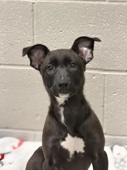 A baby large-sized female Labrador Retriever dog named Cotton Candy for adoption in Sacramento, CA
