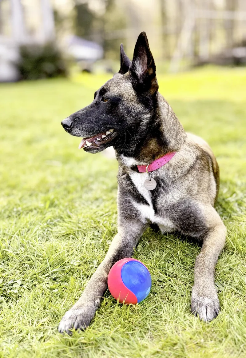 An adult medium-sized female Belgian Shepherd / Malinois dog named Arya for adoption in Snoqualmie, WA