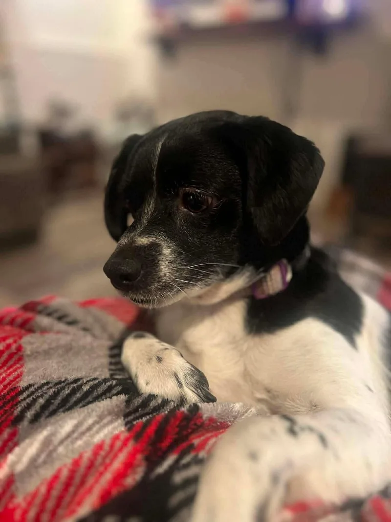An adult small-sized female Black Beagle dog named Gracie for adoption in Lexington, KY