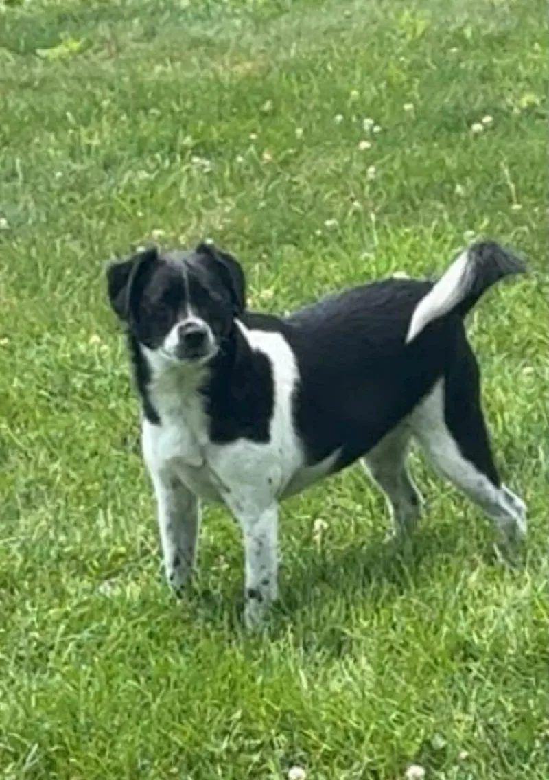 Gracie thumbnail 3