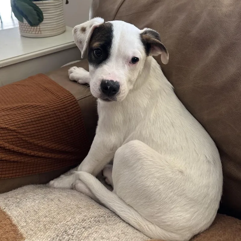 A baby medium-sized male Mixed Breed dog named Jerry for adoption in St. George, UT