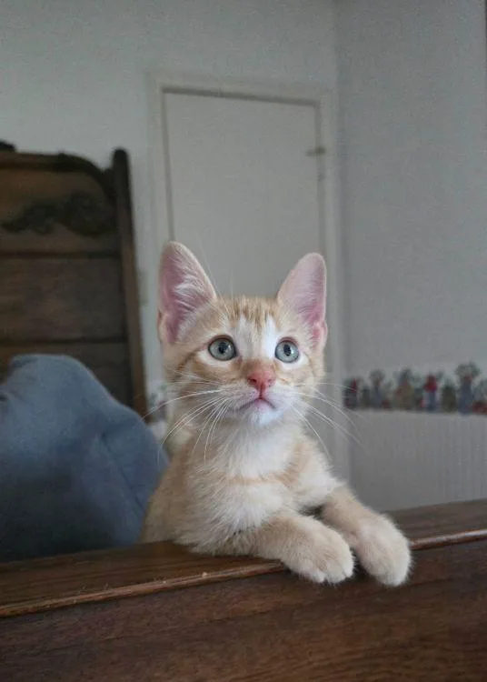 A baby medium-sized male Tabby (Orange / Red) American Shorthair cat named Tigger for adoption in Richardson, TX