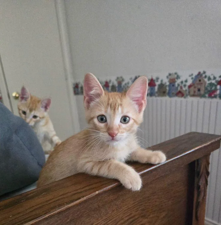 Tigger thumbnail 2