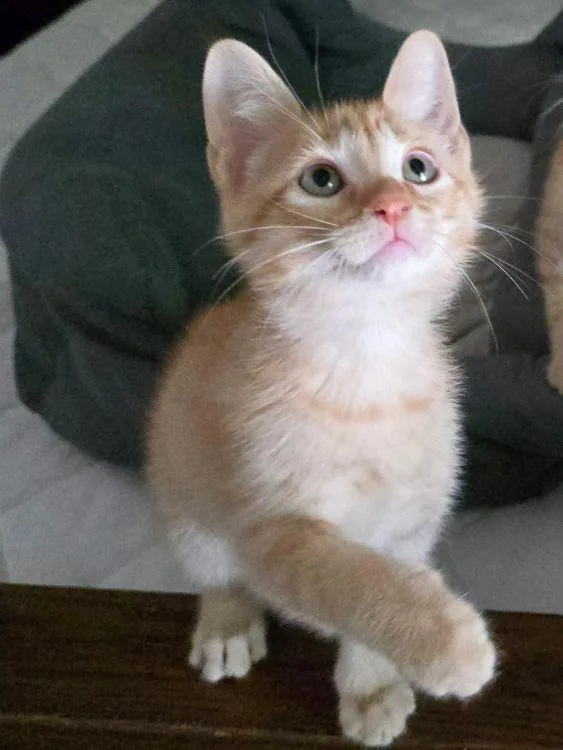 Tigger thumbnail 3