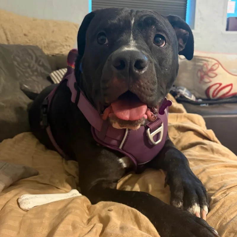 An adult large-sized male Black Mixed Breed dog named Hogan for adoption in Alabaster, AL