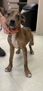 A baby medium-sized male Brown / Chocolate Hound dog named Buck for adoption in Maryville, TN