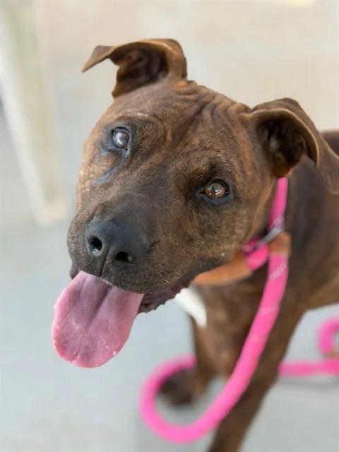 A young medium-sized female Mixed Breed dog named Sansa for adoption in Charlotte, NC