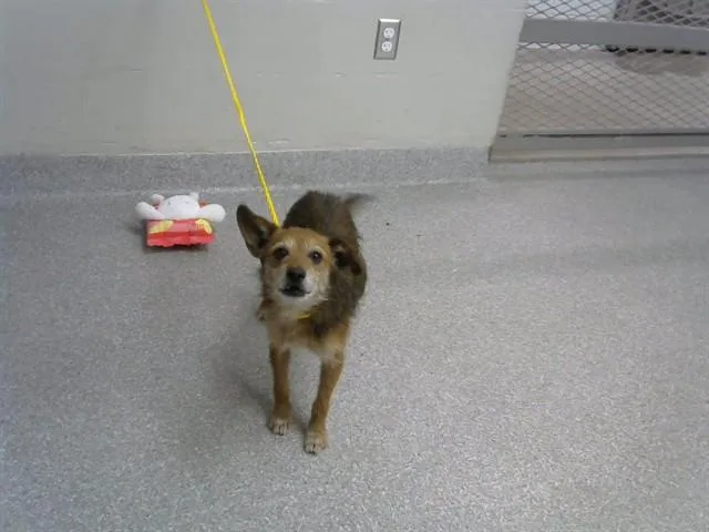 An adult small-sized male Chihuahua dog named A for adoption in Pasadena, TX