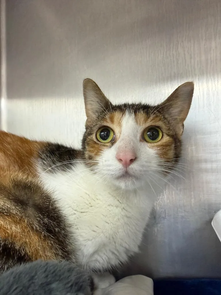 A young medium-sized female Domestic Short Hair cat named Francine for adoption in Pomona, NY