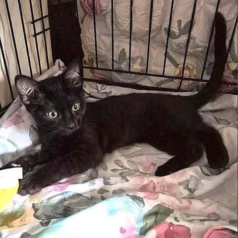 A baby medium-sized female Black Domestic Short Hair cat named Harriet for adoption in Salt Lake City, UT