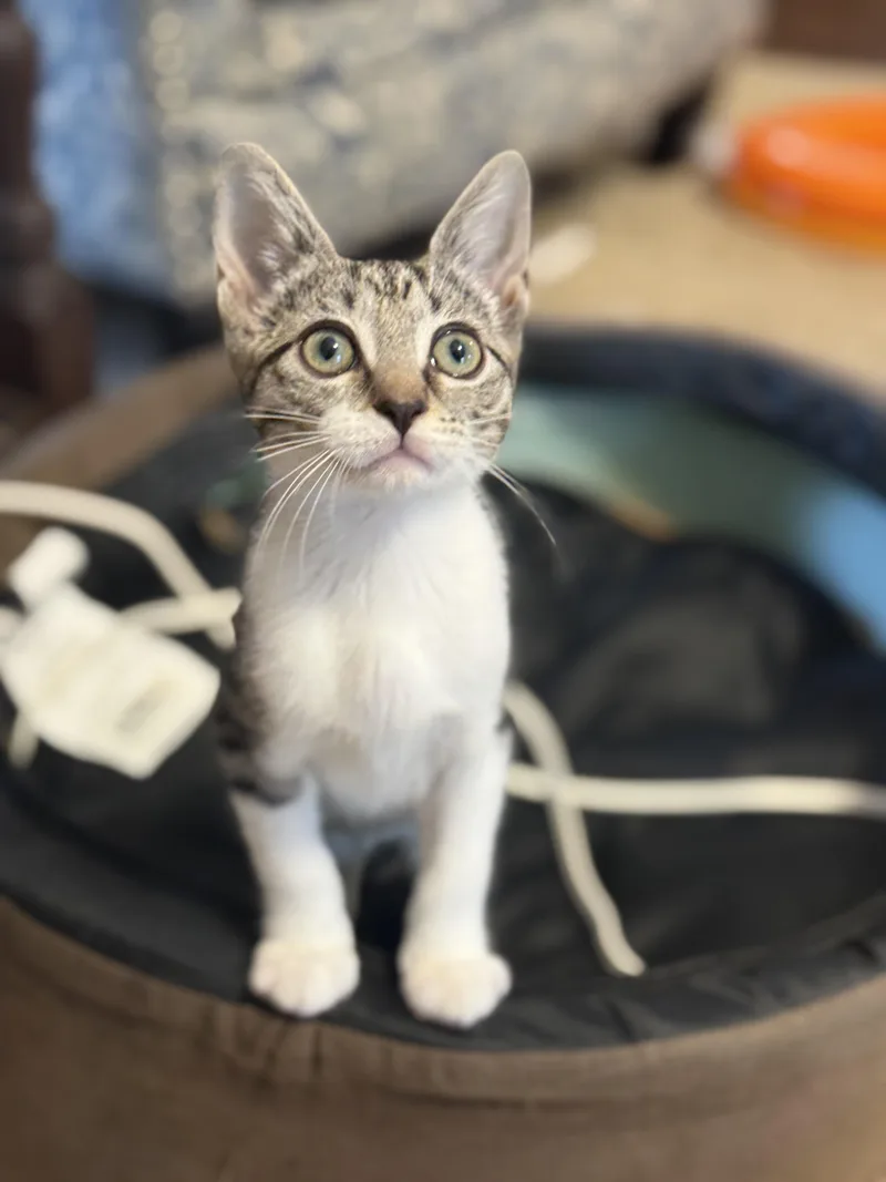 A baby medium-sized female Tabby (Gray / Blue / Silver) Domestic Short Hair cat named Firefly for adoption in Magnolia, TX