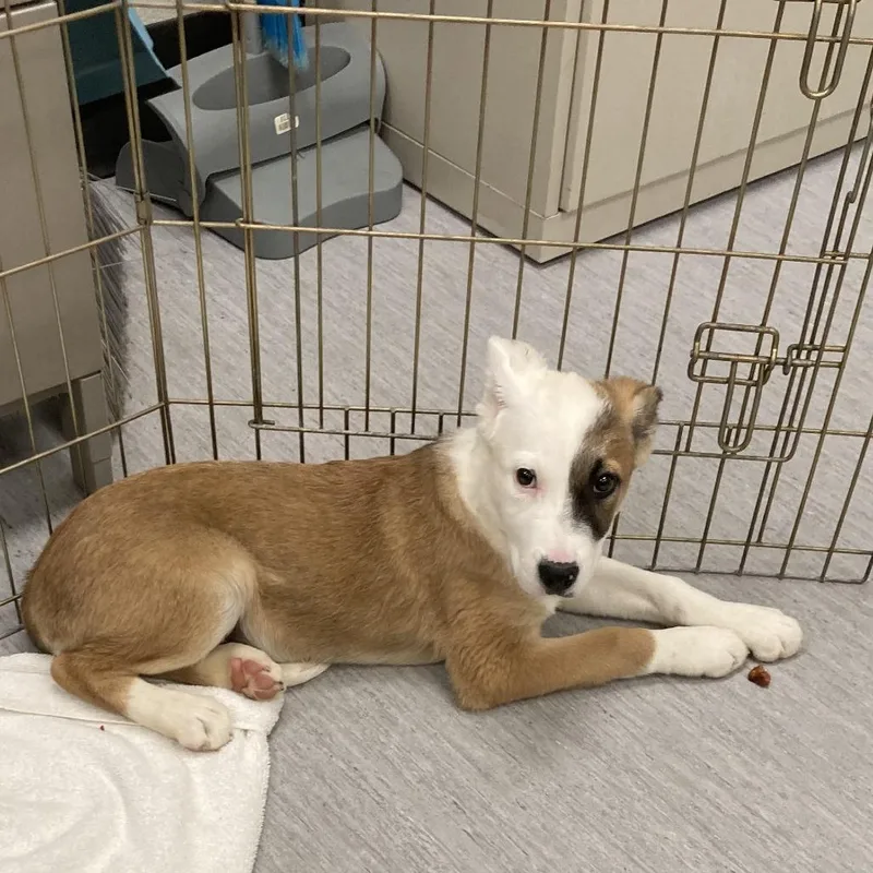 A baby small-sized female Australian Shepherd dog named Brie for adoption in Colorado Springs, CO