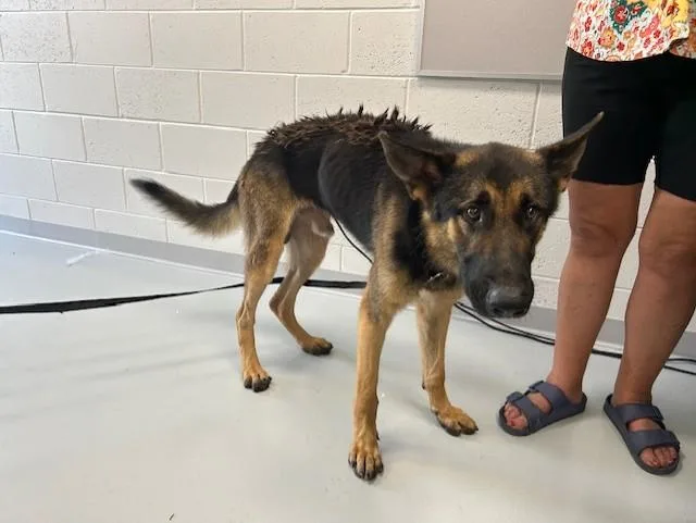 An adult medium-sized male German Shepherd Dog dog named A for adoption in Ocala, FL